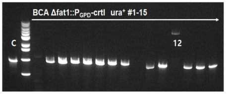 Agarose gel 이용한 crtI 유전자 추가 삽입 확인