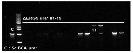 Agarose gel 이용한 ERG5 유전자 삭제 확인
