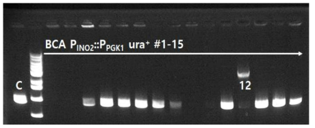 Agarose gel 이용한 INO2 유전자 프로모터 치환 확인