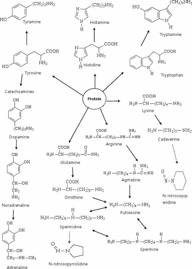 Metabolic pathways for the formation of biogenic amines