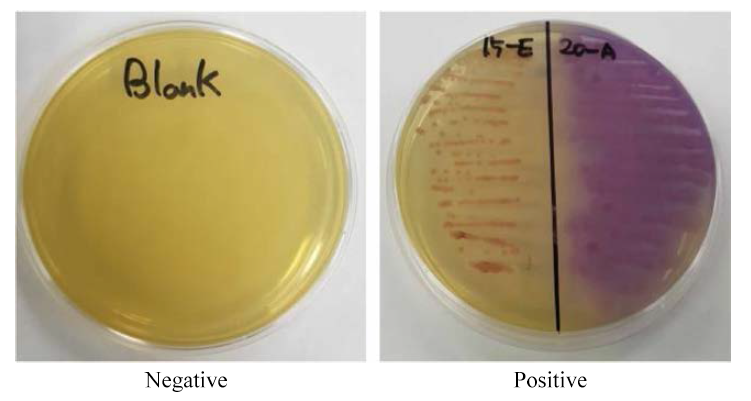 The change the color of selective media for identification of histamine-producing bacteria [Left: negative (yellow), Right: positive (purple)]