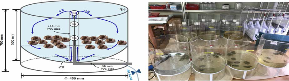 A drawing of abalone culture chamber (left) and abalones in the chambers (right)