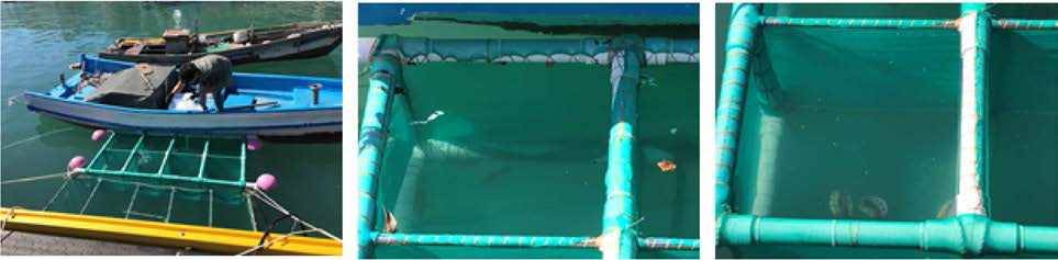 The field test of effects on the rockfish (middle) and abalone (right) by the seine type electric stimulation