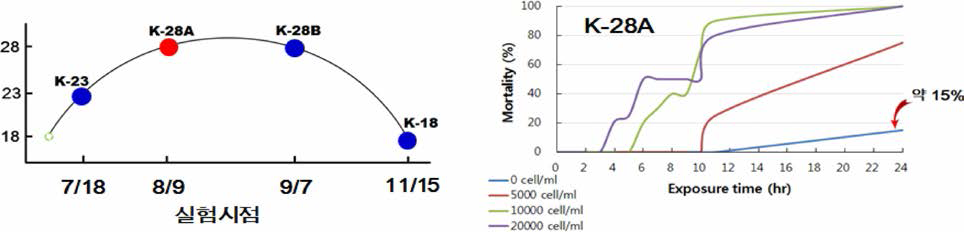 Temperature-dependent mortality of abalone Haliotis discus hannai exposed to 4 concentrations of toxic alga (0，5000, 10000, and 20000 cells/mL for Karenia mikimotoi. The test temperatures were manipulated by differing in test times along the temperature profile of an abalone farm from which test abalones were taken and exposed to the toxic alga concentrations for 24 hrs. Curved line is a temperature profile in the abalone farm during the experiment. Spots on the curved line indicate the time of each temperature test. Colors of the spots represent abalone mortalities: blue for no mortalities; red for algal concentration-dependent mortalities