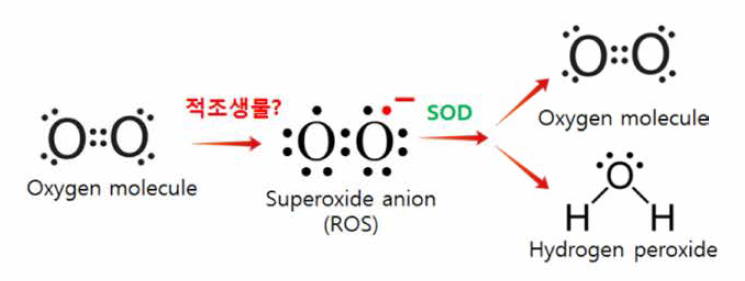 SOD reduction process of ROS by harmful alga