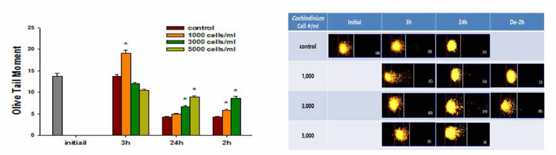 Changes in DNA damage (Comet assay) content in red seabream hemocytes exposed to Cochlodinium polykrikoides