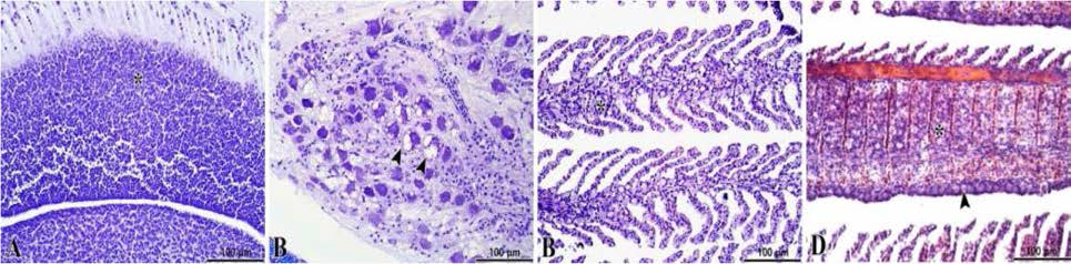 Histological observation of the red sea bream Pagrus major exposed to Cochlodinium polykrikoides. A, hypertrophy of cerebral granular granules (*); B, bullous degeneration of Purkinje cells (►); C, hypertrophy and hyperplasia of mucosal cells and chloride cells (*); D, fusion of gill lamella and hyperplasia of chloride cells (►)