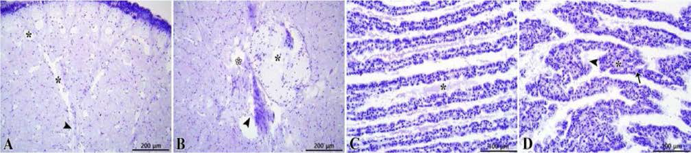 Histological observation of the abalone Haliotis discus hannai exposed to Cochlodinium polykrikoides. A, expansion of lymph sinus (*) and fiber bundle necrosis (►); B, neural axis necrosis (*, black), fiber bundle necrosis (*, white) and necrosis of lymph sinus layer (►). Bullous degeneration of Purkinje cells (►); C, mucus deposition between gill lamella (*); D, necrosis of gill lamella epithelial cells (►), basophilic cells appearance (→)，and inflammation of lymph sinus (*)