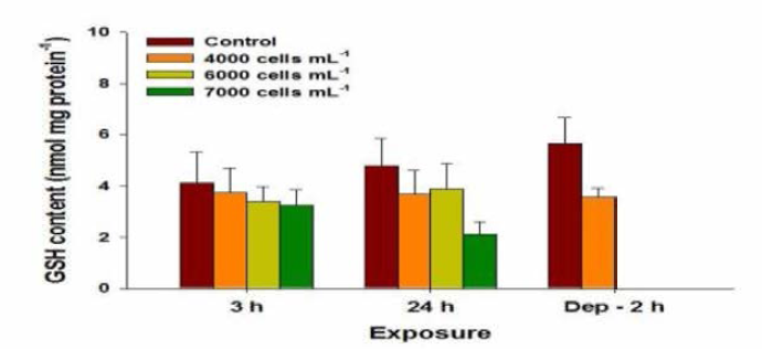 Changes in glutathione (GSH) content in red seabream gills exposed to Alexandrium affine