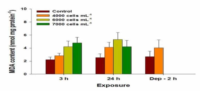 Changes m lipid peroxidation content m red seabream gills exposed to Alexandrium affine