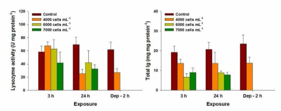 Changes in Lysozyme activity and total Ig content in red seabream gills exposed to Alexandrium affine