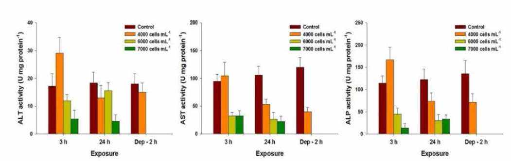 Changes in ALT, AST, and ALP contents in red seabream gills exposed to Alexandrium affine