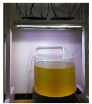 Mass culture of K. mikimotoi in 100 liter incubation tank