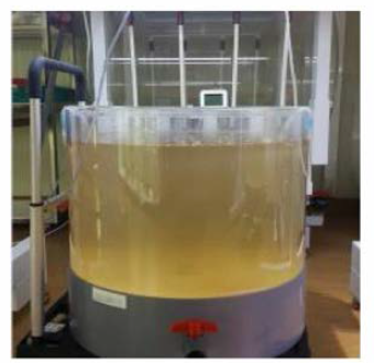 Mass culture of Alexandrim affine in 100 L incubation tank