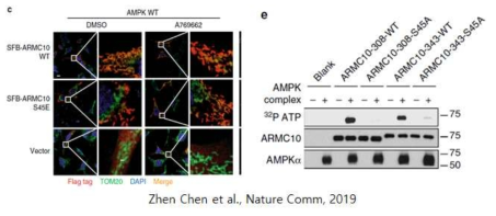 ARMC10과 미토콘드리아 기능에 관련된 TOM20과의 연관성에 대한 기존선행연구