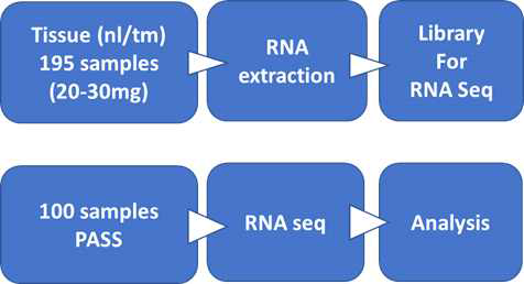 조직에서 RNA 추출 및 RNA seq