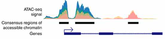 ATAC seq 기술의 개념도