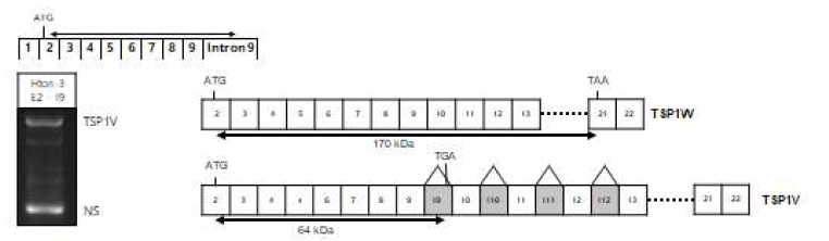 TSP-1의 splicing variant인 TSP1V가 하나의 gene을 coding하는 것을 발견하여 RT-PCR data 및 schematic diagram으로 나타내었다