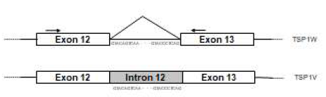 그림1에서 두 개의 band가 관찰된 TSP-1을 sequencing하여 규명하였으며, wild type(WT)과 intron이 retention 된 variant를 schematic diagram으로 나타내었다