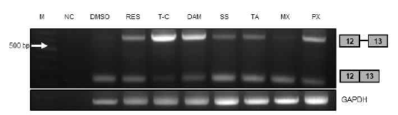 갑상선 암 세포주인 BCPAP에 phytochemicals, NSAIDs와 같은 anti-cancer compound를 처리하여 RNA를 추출하였고, 이를 template로 사용해 TSP-1 primer로 RT-PCR을 진행하였다