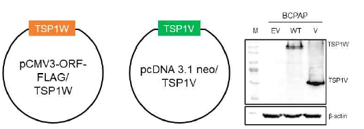 sinobio에서 구매한 TSP-1 WT과 cloning한 TSP-1 variant의 vector를 그림으로 나타내었다. 또한 이를 BCPAP에 transfection한 cell lysate로 western blot을 진행하였고 TSP-1 항체를 사용하여 detection하였다