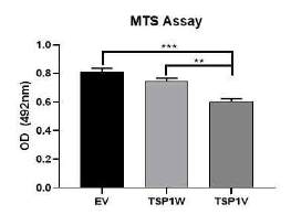 BCPAP 세포주에 empty vector(EV), TSP-1 WT(TSP1W), TSP-1 variant(TSP1V)를 transfection하여 MTS assay를 진행하였다