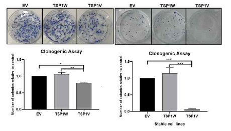 BCPAP 세포주에 EV, TSP1W, TSP1V를 transient하게 transfection한 세포를 이용하여 clonogenic assay를 진행하였다. 또한, EV, TSP1W, TSP1V를 과 발현 시킨 stable cell line을 사용하여 clonogenic assay를 진행하였다