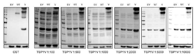 BCPAP 세포주에 empty vector(EV), TSP1W(WT), TSP1V(V)를 transfection한 cell lysate로 western blot을 진행하였고 이를 구매한 TSP-1 항체(cell signaling, CST)를 1:1000의 비율로 희석한 것과, 제작한 TSP1V 항체의 다양한 농도로 희석한 것으로 detection하였다