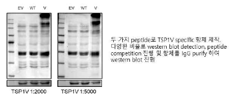 BCPAP 세포주에 EV, WT, V를 transfection한 cell lysate로 western blot을 진행하였다. 이 membrane에 TSP1V 항체를 IgG purify한 수 이를 1:2000, 1:5000으로 희석한 것을 처리하여 detection하였다