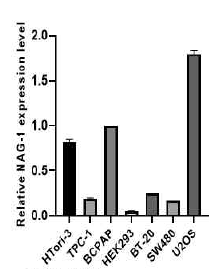 갑상선 세포주인 Htori-3, TPC-1, BCPAP, 그리고 HEK293(Human embryonic kidney), BT-20(breast cancer), SW480(colon cancer), U2OS(osteosarcoma)와 같은 다양한 세포주의 RNA를 template로 사용해 NAG-1 primer로 qPCR을 진행하였다. 그래프는 BCPAP의 발현을 기준으로 나타내었으며 qPCR은 SYBR green을 사용하여 진행되었다