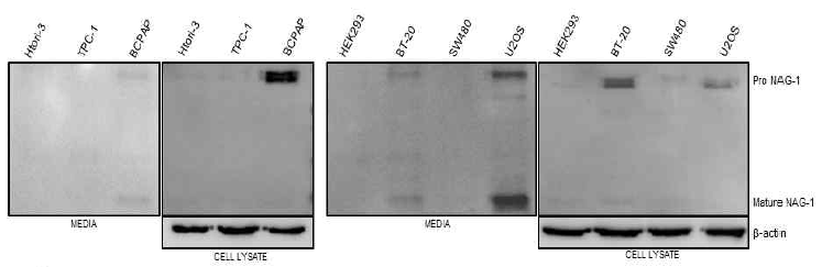 갑상선 세포주인 Htori-3, TPC-1, BCPAP, 그리고 HEK293(Human embryonic kidney), BT-20(breast cancer), SW480(colon cancer), U2OS(osteosarcoma)와 같은 다양한 세포주를 conditioned media에서 24시간 동안 incubation한 후 media와 cell lysate를 harvest하였으며, 이를 이용하여 western blot을 진행하였다. 이 때, pro-NAG-1과 mature-NAG-1을 동시에 detection할 수 있는 항체를 사용하였다