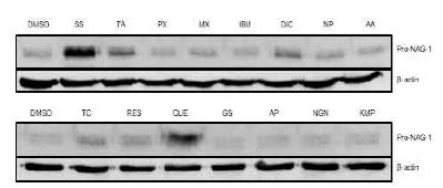 BCPAP에 NSAIDs, phytochemicals와 같은 다양한 anti-cancer compound를 처리한 뒤 단백질을 추출하여 western blot을 진행하였고 pro-NAG-1을 detection하였다