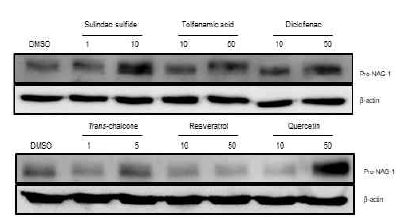 그림5에서 처리한 NSAIDs, phytochemicals 중 각각 세 가지 compound를 선정하여 두 가지 dose로 처리한 뒤 단백질을 추출하여 western blot을 진행하였고 pro-NAG-1을 detection하였다