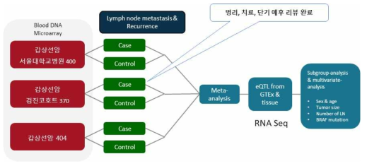 갑상선암 임파선 전이 GWAS 연구 계획도