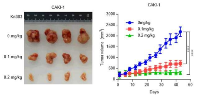 KN383을 oral로 매일 0.2 mg/kg 투여한 신장암 비임상효능 시험