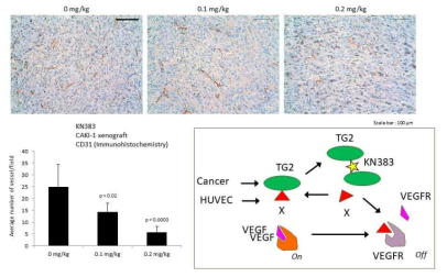 신장암 비임상 동물 모델에서 TGase 2의 억제제인 KN383을 처리 할 경우 현저히 혈관 생성이 억제됨. 우리는 이러한 기전이 VEGFR읠 신호를 막는 X 라는 물질을 TGase 2가 binding 하여 VEGF 신호를 증가 시키는 것을 발견하였음
