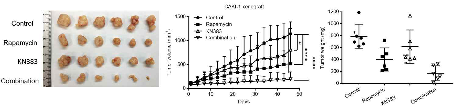 신장암 비임상 효능 시험에서 rapamycine과 KN383의 병용 효과 실험. 병용시에 synergistic effect가 관측되었음