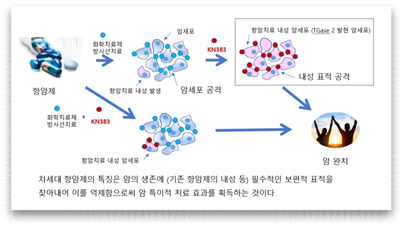 KN383을 이용하여 TGase 2 억제를 통한 항암효과 개념도. TGase 2는 표준 항암제 치료시 증가하여 항암제 내성을 일으키는 중요한 표적임. 이를 억제 하면 휘귀 난치암에 새로운 치료법이 열릴 것으로 예측함