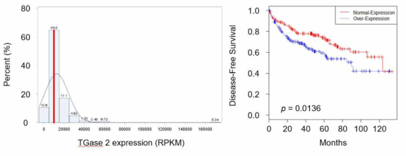신장암 환자에서 TGase2 positive 의 경우가 약 60%를 넘어 가며, TGase 2 발현이 증가 되어 있을수록 DFS 가 떨어지는 것을 보임 (미공개 자료)