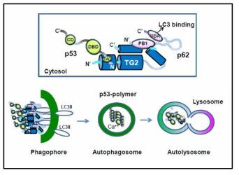 TGase 2는 p53 과 p62와 trimer complex 모델과 autophagy 에 관여하는 기전 제안. p62 C-terminus 는 phagophore의 LC-3 로 이동해감. P53 은 autophagosome에서 TGase 2 에의해 polymerized됨