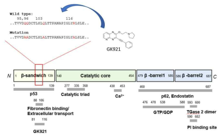 TGase 2의 N-terminal 부분에 GK921이 binding하면서 TGase 2 의 활성도를 잃고 p53이 안정화 됨. 이부분을 allosterin binding site로 명명함. KN383도 이부분에 binding 하는 것으로 밝혀짐