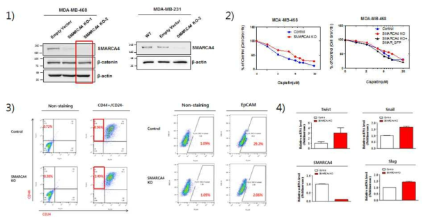 SMARCA4 유전자 검증을 위한 실험 1) CRISPR-Cas를 이용한 KO 세포주 제작. 2) 해당 세포주의 cisplatin 내성 확인. 3) 해당 KO 세포주의 EpCAM의 강력한 변화 확인. 4) EMT 관련 타 유전자 (Twist, Snail, Slug)등의 발현을 통한 추가 검증