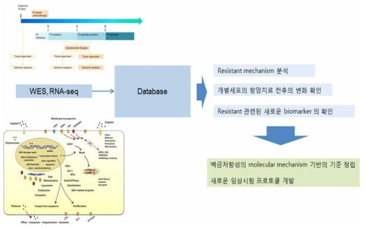 난소암 환자 extraordinary responder 군 간의 유전체 분석 및 임상적용 flow