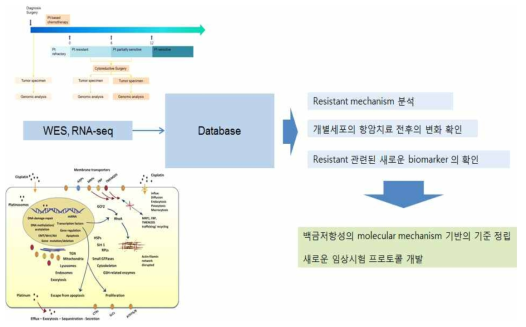 난소암 환자 extraordinary responder 군 간의 유전체 분석 및 임상적용 flow