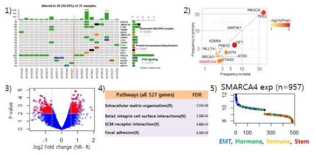 국립암센터 cisplatin 치료 TNBC 환자군의 유전체 분석 결과. 1) cisplatin response에 따른 mutation 차이, 2) 원발암과 mTNBC와 비교시 SMARCA4,NF1,ATM 등의 유전자 변이 증가. 3) 해당 환자군의 치료반응에 따른 유전체 발현 분석. 4) EMT 관련 유전자 기능이 도출됨. 5) SMARCA4의 activation Stem, inactivate의 경우 EMT subtype에 enrich됨을 확인함