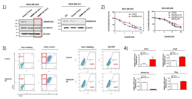 SMARCA4 유전자 검증을 위한 실험. 1) CRISPR-Cas를 이용한 KO 세포주 제작. 2) 해당 세포주의 cisplatin 내성 확인. 3) 해당 KO 세포주의 EpCAM의 강력한 변화 확인. 4) EMT 관련 타 유전자 (Twist, Snail, Slug)등의 발현을 통한 추가 검증