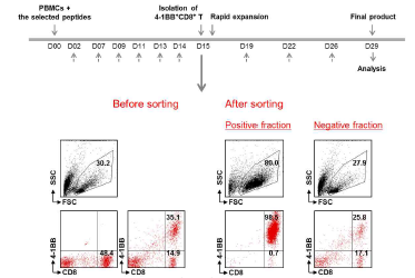 Isolation of 4-1BB+CD8+ T cells using a cell sorter (Tyto)