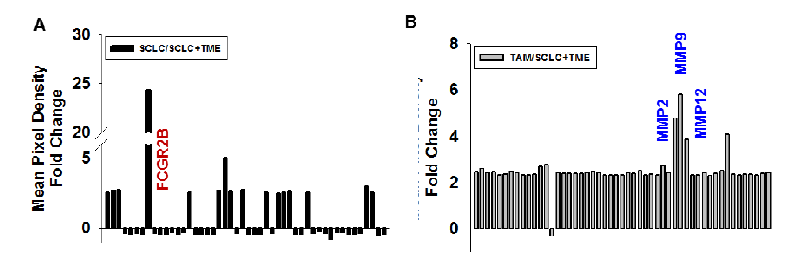 The cytokine array of SCLC and TME