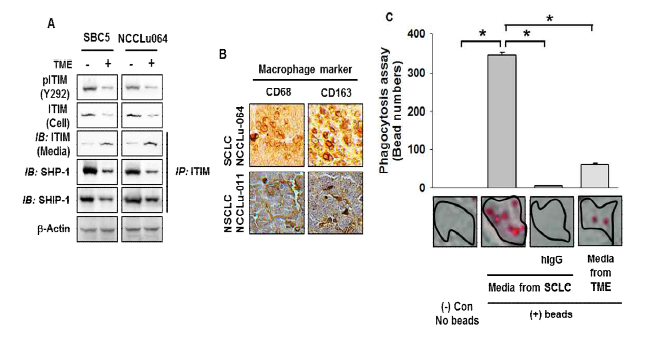 Secreted ITIM inhibits phagocytosis