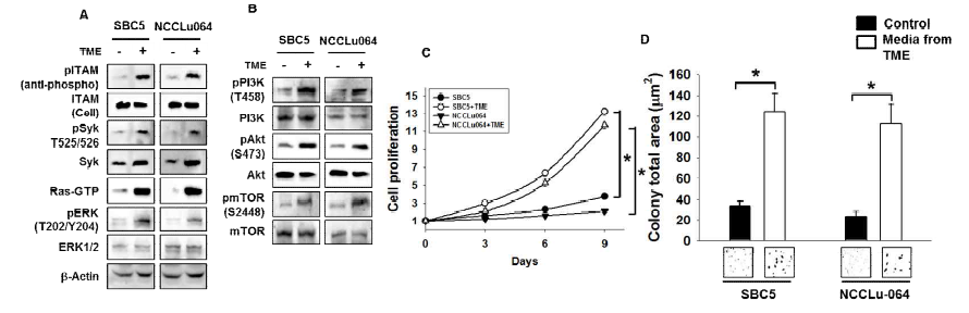 Secreted ITIM increases the proliferation and colony formation in SCLC